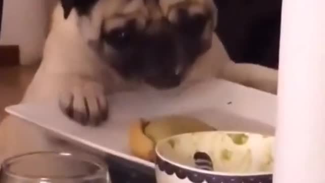 Puggotakesatumble