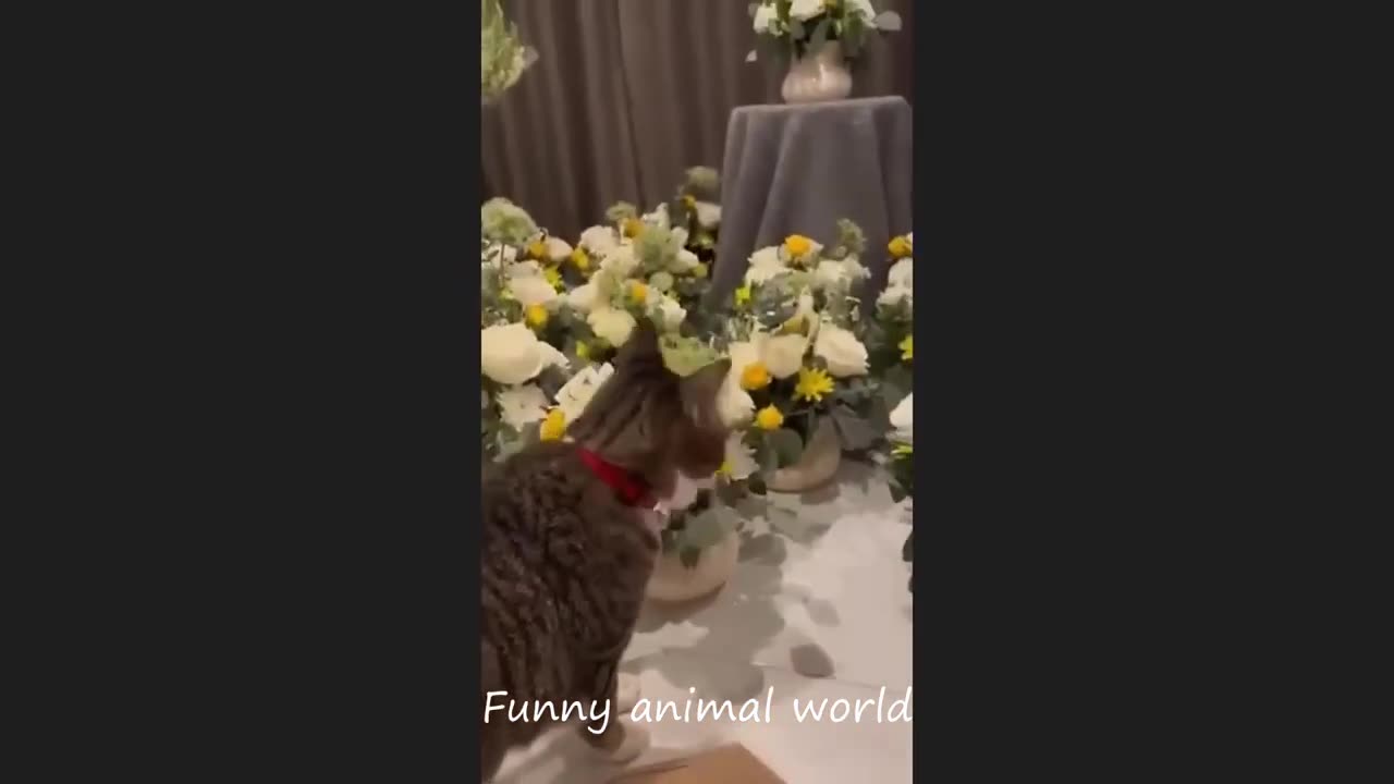 funny animals