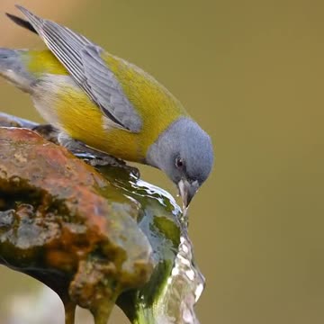 A Beautiful Colourful sparrow drinking water from a stone