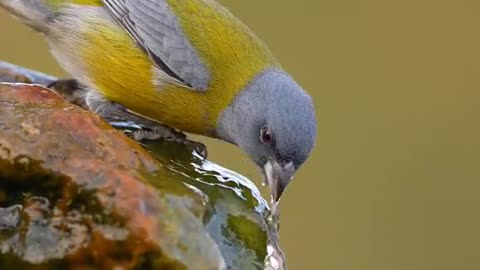 A Beautiful Colourful sparrow drinking water from a stone