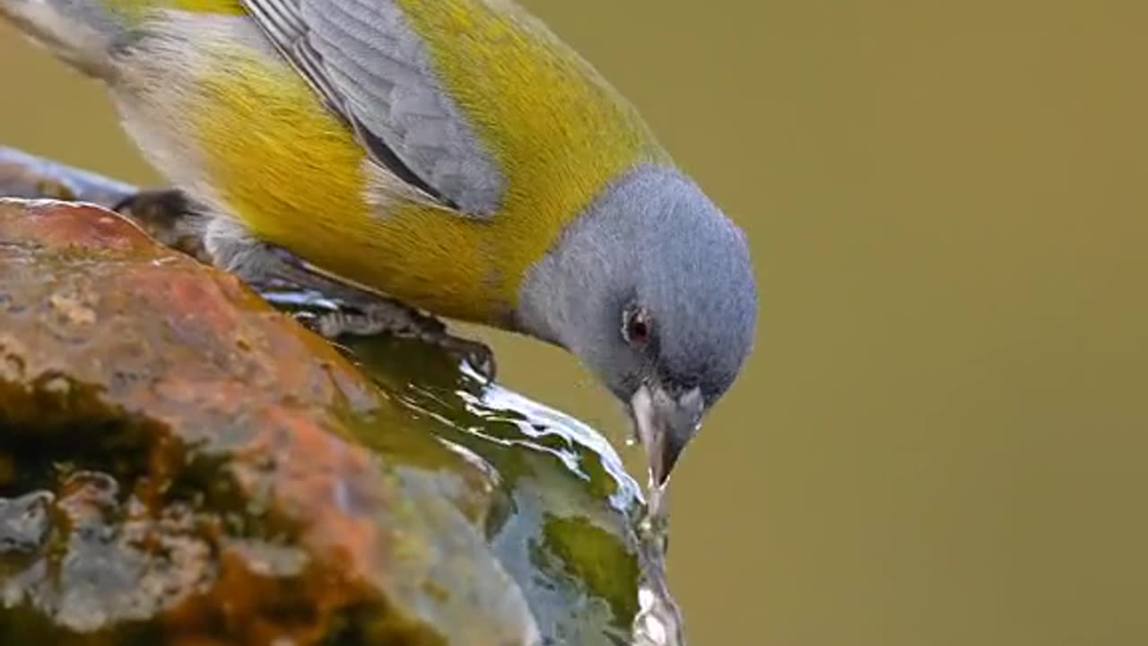 A Beautiful Colourful sparrow drinking water from a stone