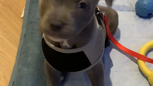 Puppy Tilts Head to Tune