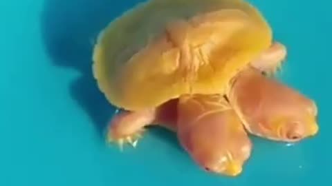 Undiscovered, two headed golden turtle #shorts #viral #shortsvideo #video