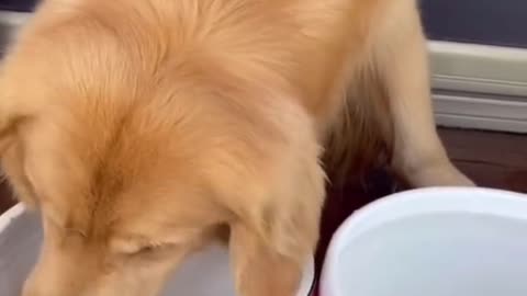 The dog is changing water for his goldfish.