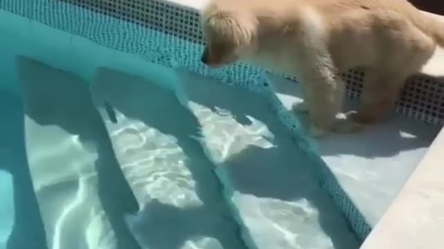 puppy swimming