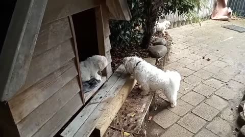 puppies in kennel