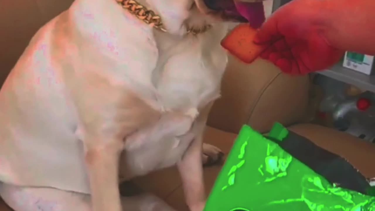 Funny video shots 🤣 😂 😆 😄 🐕 🛷 🐶 🦮 🐕🦺 🐩