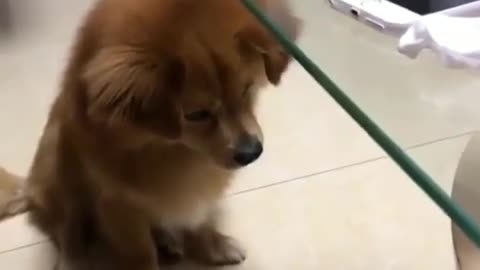 Pet doing funny thing funny comedy