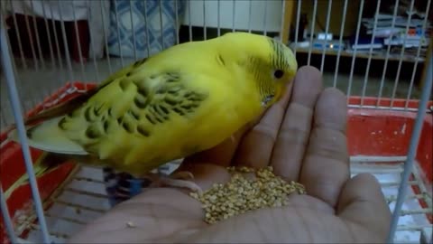 How to train your budgie fast in few days . 4 steps to go