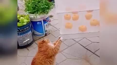 Funny Cat Videos! LOL WOW