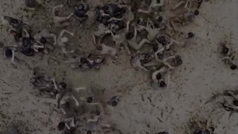 The raid 2 trailer