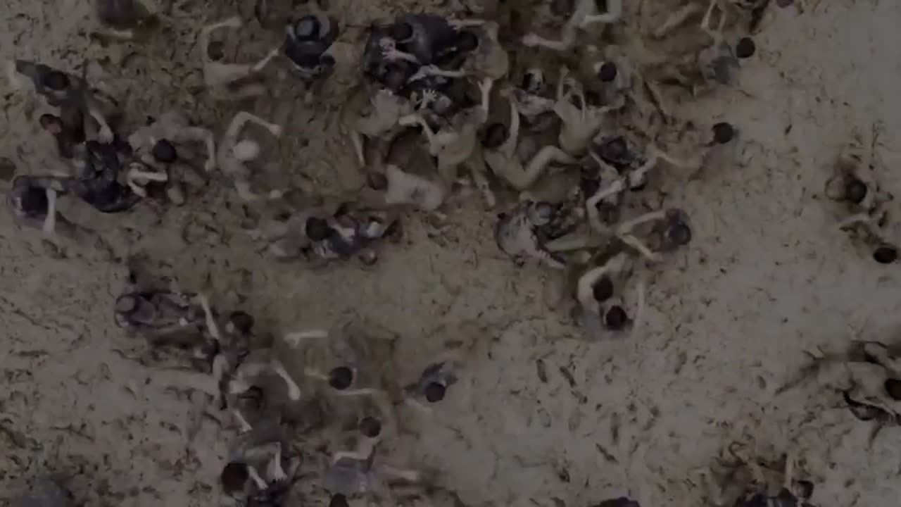 The raid 2 trailer