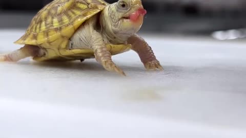 Albino box turtles! 🐢