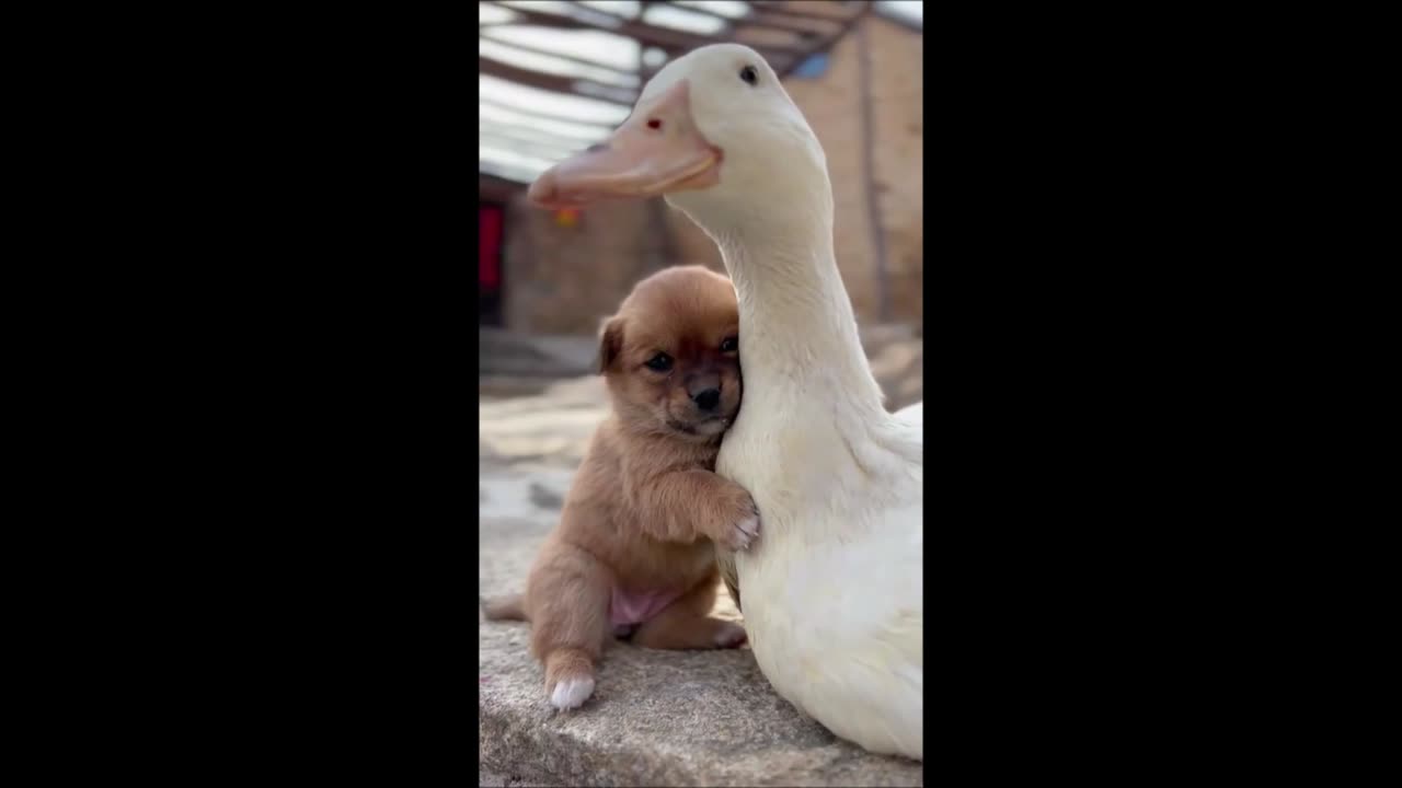 Puppy with duck