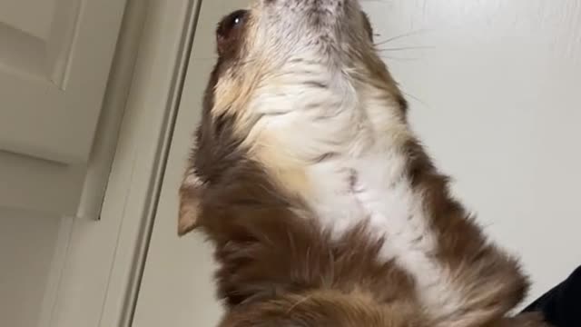 New Howl 😂😂 | Funny Dog