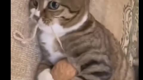 Funniest Cat moments #viral #funnycats #funny #funnypets #laughoutloud #shorts !