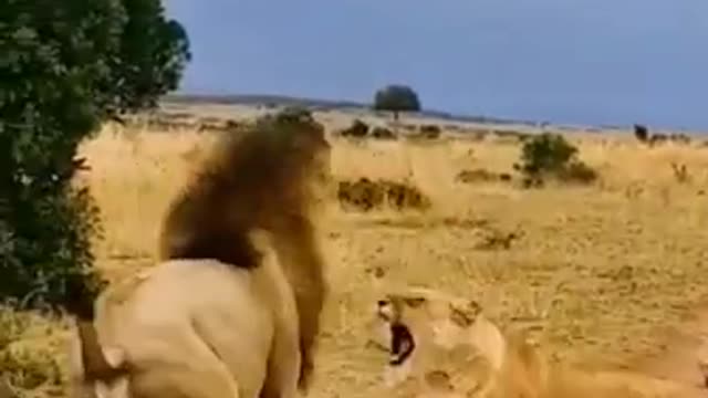 The fight bettween lions