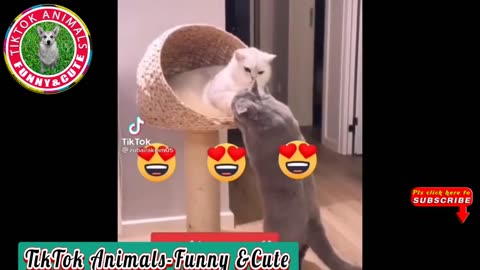 Cute cat videos