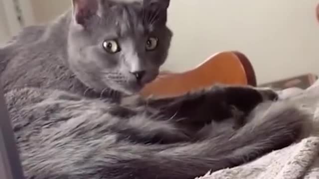 Funny Cat & Dog Video 8 #shorts: Try Not To Laugh