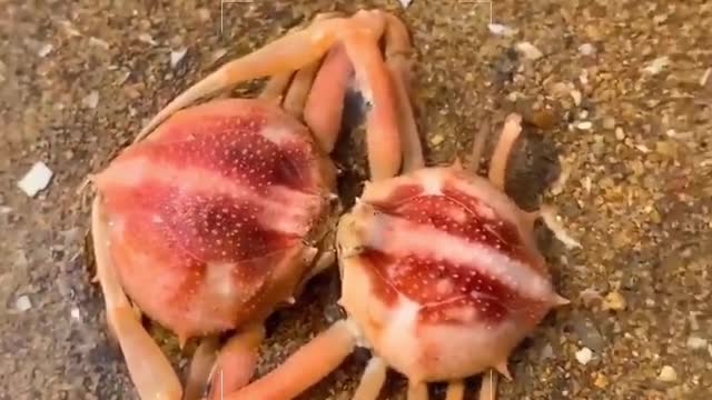 A crab