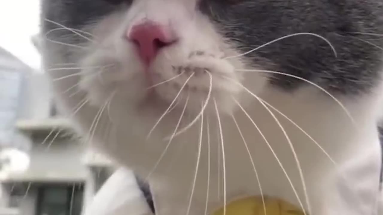 Hooman,funny cats,cat,cats,funny cats,meow,funny animals