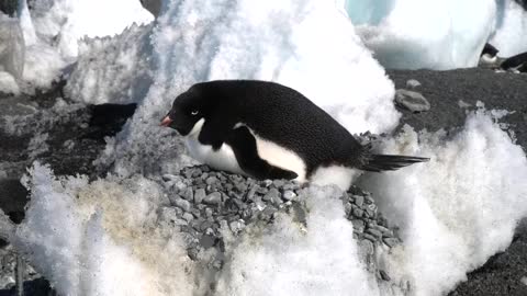 Adélie penguin nesting on the ice Edmonson Point