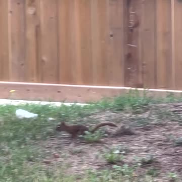 A baby magpie vs A baby squirrel