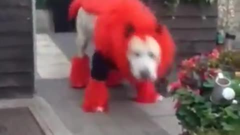 Cute Dog Wearing Fuffy Devil Costume