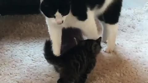 Small kitten meets its big sister for the first time