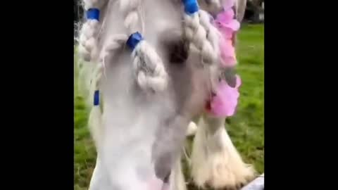 Funky Pony