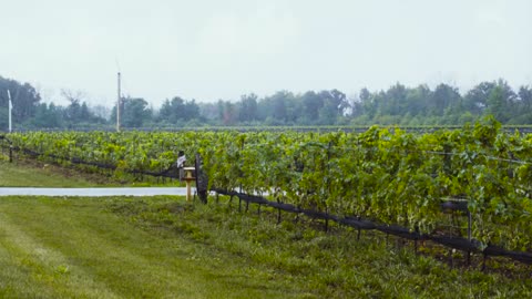 Soil Guardians S1EP04: Biodynamic Wines at Southbrook Vineyards