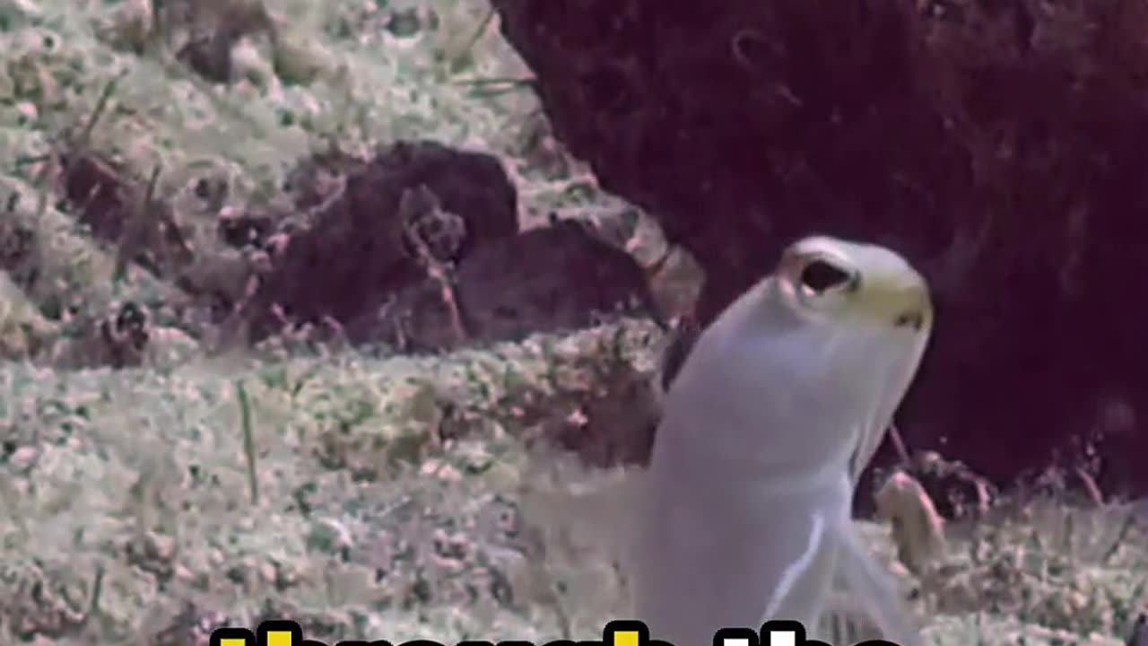 "The Jawfish: Nature’s Ultimate Ocean Builder!"