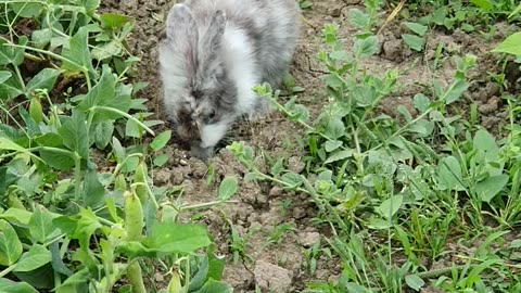 Rocky Rabbit 😅😅😅