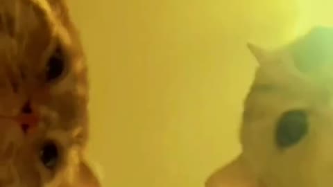 softiktok #disco #club #funny #funnypets #amazing #funnycat #shorts