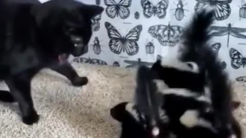 The Skunk family has no place to escape the rain