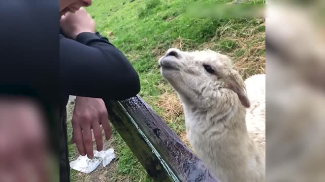 Vídeo de Animais Engraçados - Melhores Vídeos de Gatos😹 e Cachorros🐶 do Mês de 2022-8