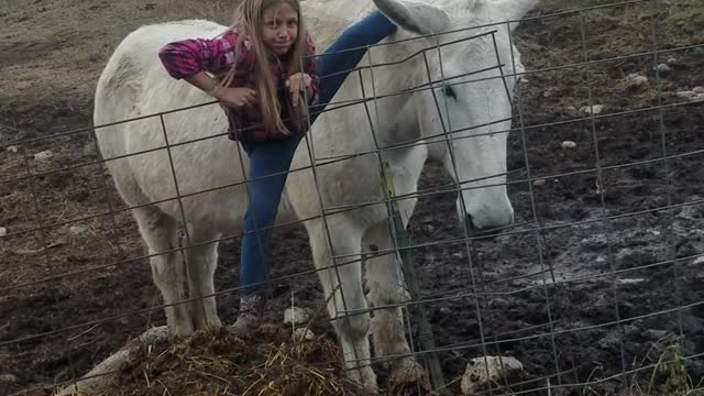 Daughter Climbs on Mules