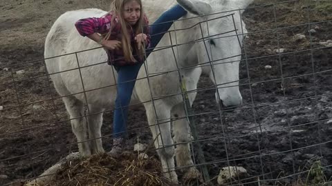 Daughter Climbs on Mules