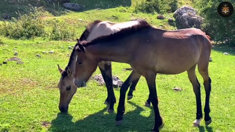 Beautiful collections of horses🐎 4K HD High Resolution Video🎥 #viral #shorts #india #youtubeshorts