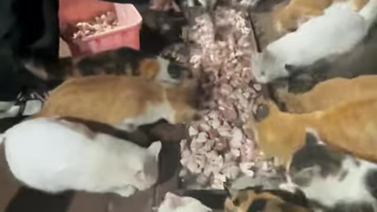 Act of Kindness: Giving Food To Stray Cats #shorts #straycatsfeeding #catvideos