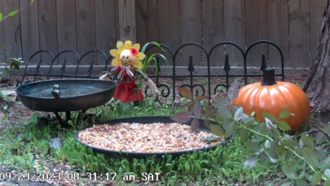 Live outdoor cam