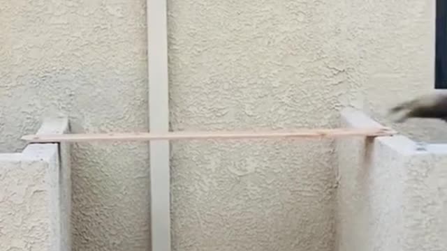 Smart cat