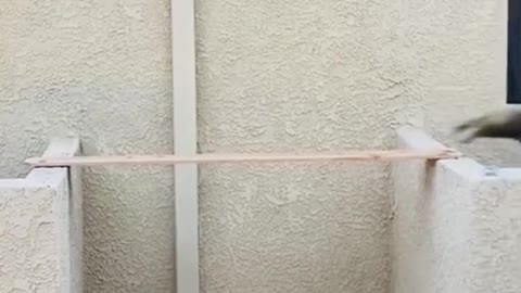Smart cat
