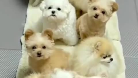 Cute animals entertainment