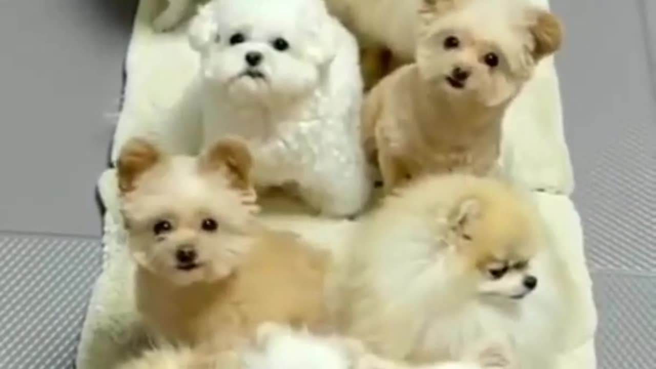 Cute animals entertainment