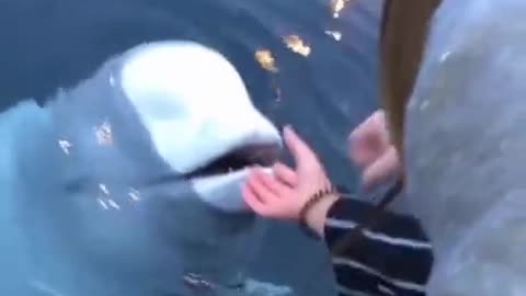 Friendly Beluga Returns Phone Woman Accidentally Dropped Into Ocean