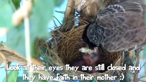 First Flight - a Baby Bird's Story!