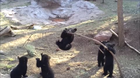 Baby Bear Cubs Playing - CUTEST Compilation