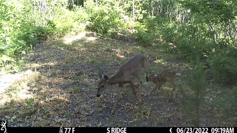 Doe won't let her fawn feed and he gets the rips.