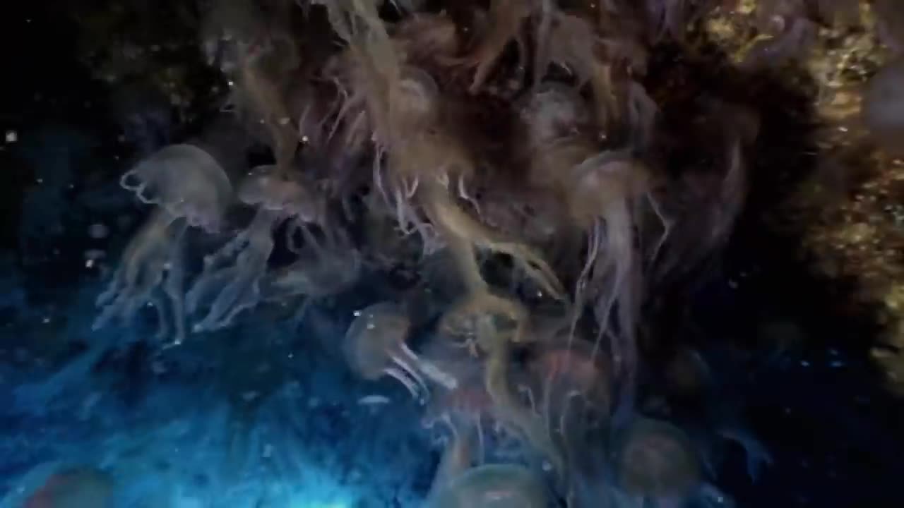 Jellyfish docutmentary